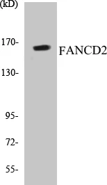 FANCD2 Cell Based ELISA Kit (A102995-96)