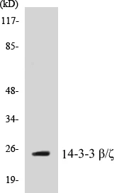 14-3-3 beta + zeta Cell Based ELISA Kit (A102811-96)