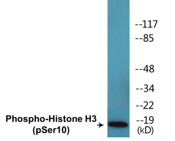 Histone H3 (phospho Ser10) Cell Based ELISA Kit (A102552-296)