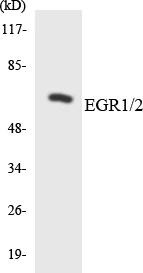 EGR1 + 2 Cell Based ELISA Kit (A102966-96)