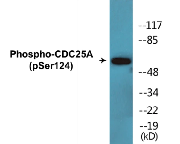 CDC25A (phospho Ser124) Cell Based ELISA Kit (A102100-296)