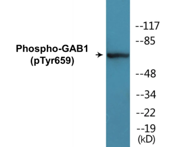 GAB1 (phospho Tyr659) Cell Based ELISA Kit (A102305-296)