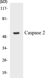 Caspase 2 Cell Based ELISA Kit (A103630-96)