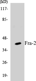 Fra-2 Cell Based ELISA Kit (A103093-96)