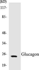 Glucagon Cell Based ELISA Kit (A102957-96)