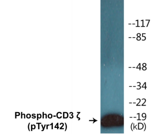 CD3 zeta (phospho Tyr142) Cell Based ELISA Kit (A102576-296)