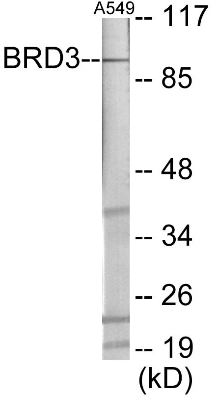 BRD3 Cell Based ELISA Kit (A103549-96)