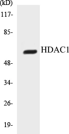 HDAC1 Cell Based ELISA Kit (A103037-96)