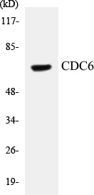 CDC6 Cell Based ELISA Kit (A103518-96)