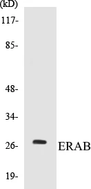 ERAB Cell Based ELISA Kit (A103232-96)