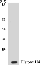 Histone H4 Cell Based ELISA Kit (A102876-96)