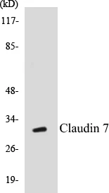 Claudin 7 Cell Based ELISA Kit (A102928-96)