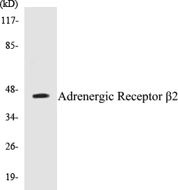 Adrenergic Receptor beta 2 Cell Based ELISA Kit (A103612-96)