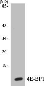 4E-BP1 Cell Based ELISA Kit (A102982-96)