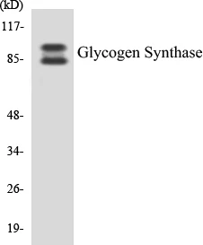 Glycogen Synthase Cell Based ELISA Kit (A102819-96)