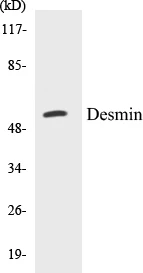 Desmin Cell Based ELISA Kit (A102994-96)