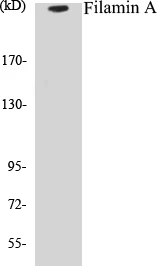 Filamin A Cell Based ELISA Kit (A102936-96)