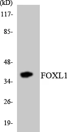 FOXL1 Cell Based ELISA Kit (A103696-96)