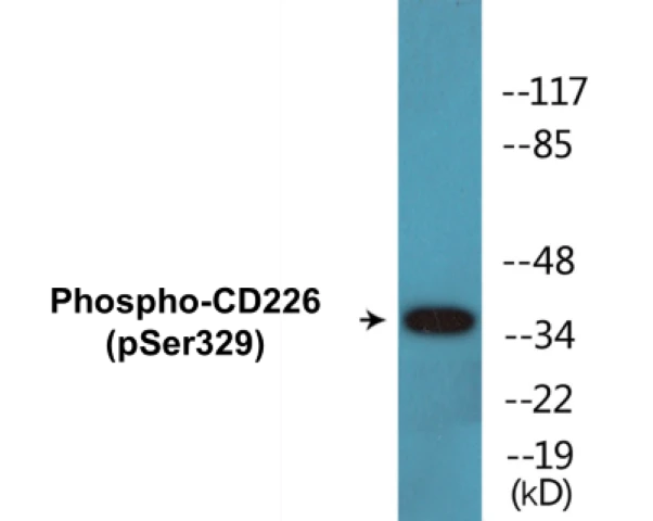 CD226 (phospho Ser329) Cell Based ELISA Kit (A102613-296)