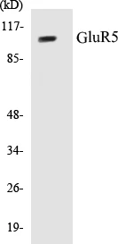 GluR5 Cell Based ELISA Kit (A103064-96)