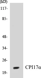 CPI17 alpha Cell Based ELISA Kit (A102869-96)