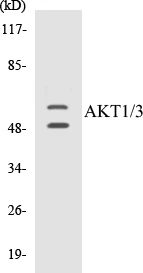 AKT1 + 3 Cell Based ELISA Kit (A102950-96)