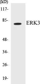 ERK3 Cell Based ELISA Kit (A103233-96)