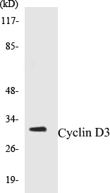 Cyclin D3 Cell Based ELISA Kit (A102912-96)