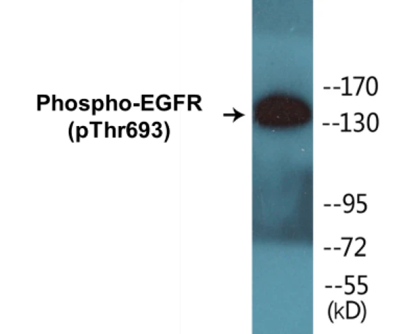 EGFR (phospho Thr693) Cell Based ELISA Kit (A102259-296)