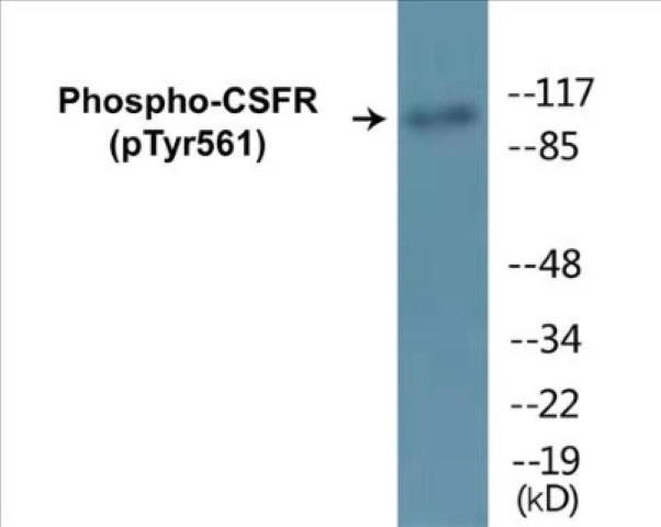 CSFR (phospho Tyr561) Cell Based ELISA Kit (A102260-296)