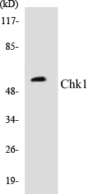 Chk1 Cell Based ELISA Kit (A103226-96)