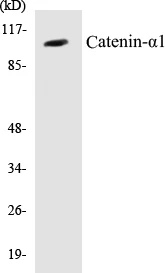 Catenin alpha 1 Cell Based ELISA Kit (A102830-96)