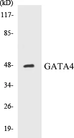 GATA4 Cell Based ELISA Kit (A103095-96)