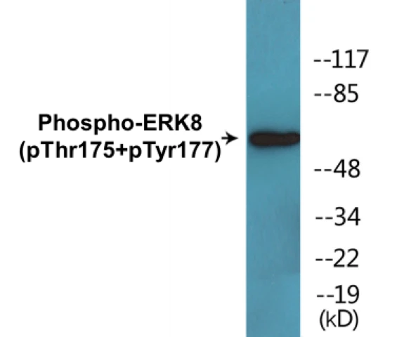 ERK8 (phospho Thr175 + Tyr177) Cell Based ELISA Kit (A102659-296)