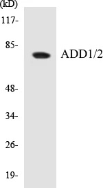 ADD1 + 2 Cell Based ELISA Kit (A102949-96)