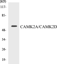 CAMK2A + CAMK2D Cell Based ELISA Kit (A102829-96)