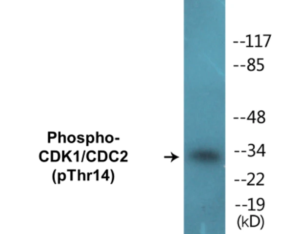 CDK1 (phospho Thr14) Cell Based ELISA Kit (A102388-296)