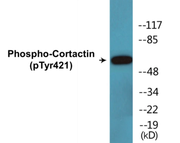 Cortactin (phospho Tyr421) Cell Based ELISA Kit (A102524-296)