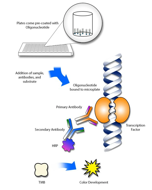 Elk1 ELISA Kit (A104264-96)