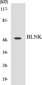 BLNK Cell Based ELISA Kit (A103517-96)