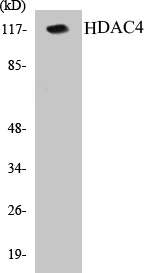 HDAC4 Cell Based ELISA Kit (A103065-96)