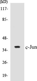 c-Jun Cell Based ELISA Kit (A103081-96)