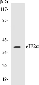 eIF2 alpha Cell Based ELISA Kit (A102879-96)