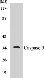 Caspase 9 Cell Based ELISA Kit (A102915-96)