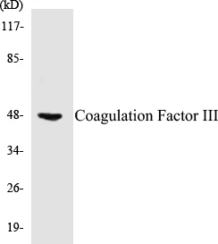 Coagulation Factor III Cell Based ELISA Kit (A103591-96)