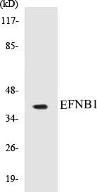 EFNB1 Cell Based ELISA Kit (A103087-96)