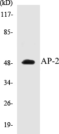 AP-2 Cell Based ELISA Kit (A103216-96)