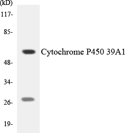 Cytochrome P45 039A1 Cell Based ELISA Kit (A103352-96)