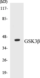 GSK3 beta Cell Based ELISA Kit (A102937-96)