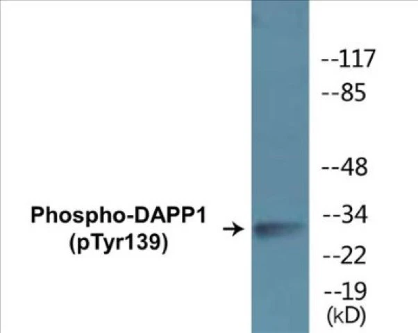 DAPP1 (phospho Tyr139) Cell Based ELISA Kit (A102620-296)